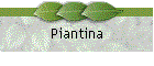 Piantina